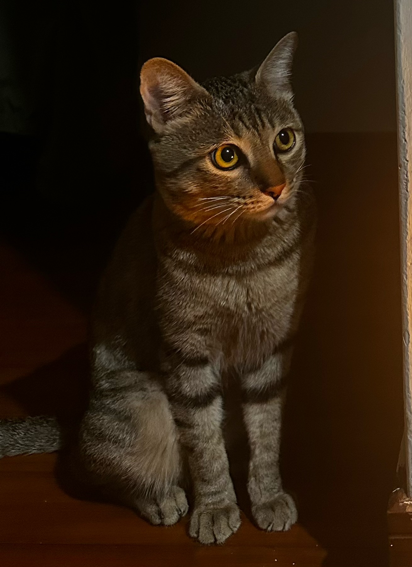 SOS Cat mascot